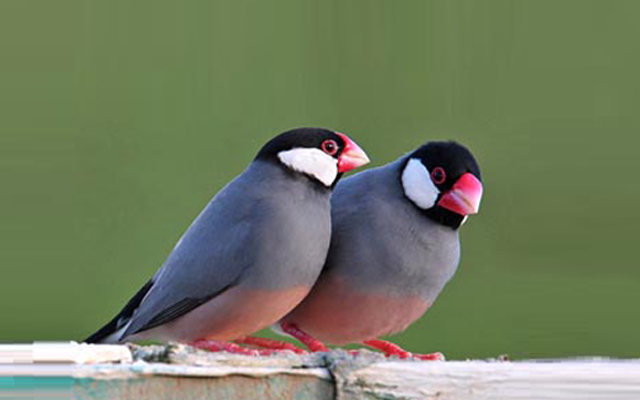 文鳥は飼いやすい 性格や飼い方をまとめました