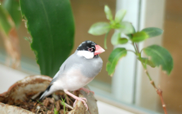 文鳥 な つく