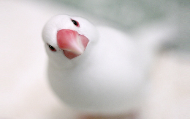 文鳥は飼いやすい 性格や飼い方をまとめました